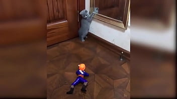 Cute kitten compilation 1