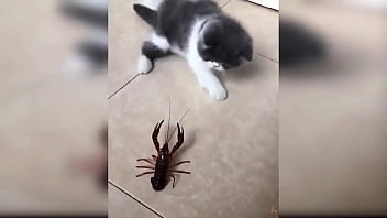 Cute kitten compilation 1