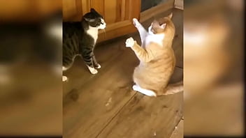 Cute kitten compilation 1