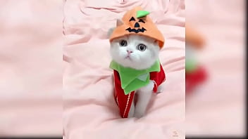 Cute kitten compilation 1