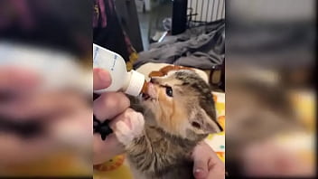 Cute kitten compilation 1
