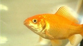 Ass gaping sluts 310