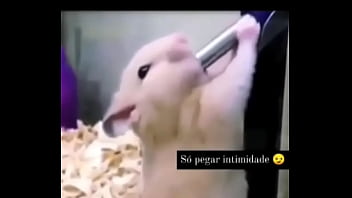 Segredo da paixão sexshop amazonas