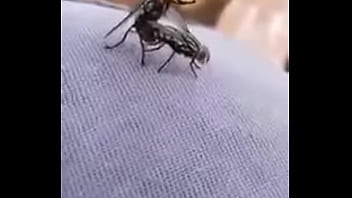 Moscas Cogiendo thumbnail