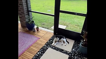 Happy International Cat Day From My Cats To Yours thumbnail