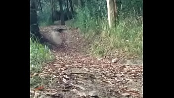 Mi paseo por le bosque parte primera