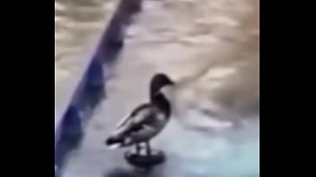 Ganzo insano explota con agua