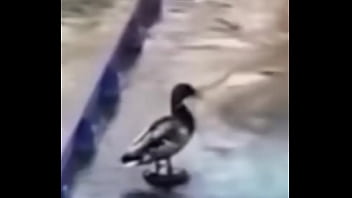 Ganzo insano explota con agua