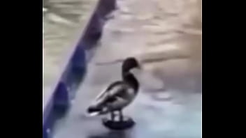 Ganzo insano explota con agua