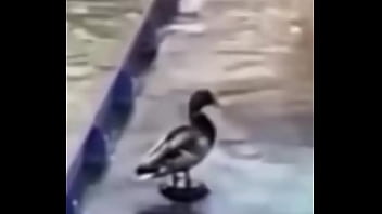 Ganzo insano explota con agua