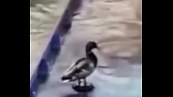 Ganzo insano explota con agua