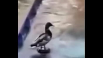 Ganzo insano explota con agua