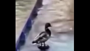 Ganzo insano explota con agua