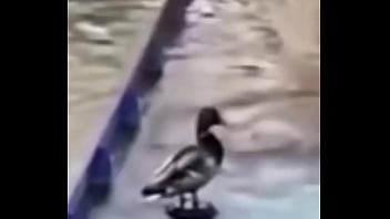 Ganzo insano explota con agua