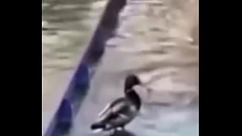 Ganzo insano explota con agua