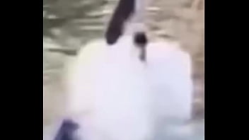 Ganzo insano explota con agua