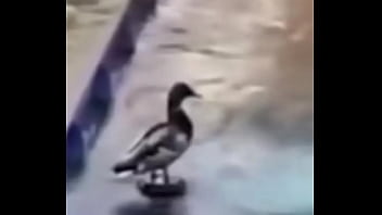 Ganzo insano explota con agua