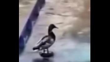 Ganzo Insano Explota Con Agua thumbnail