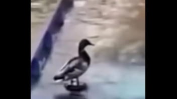 Ganzo insano explota con agua