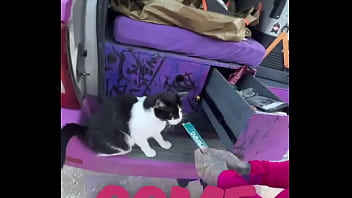 A Cat Was Waiting For Us On Our Car We Don’t Know Who She Is But She’s Cute What Would You Name Her #straycat thumbnail