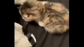 Vaporeon squirts all over