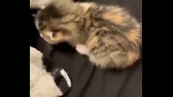 Vaporeon squirts all over