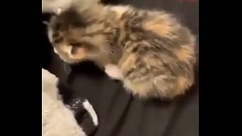 Vaporeon squirts all over