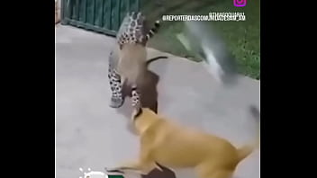 Gosto de transar Gosto de transar
