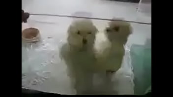 ðºñƒð´ñ€ñð²ñ‹ðµ ñ‚ð°ð½ñ†ñ‹