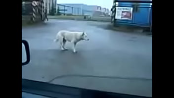 ðºñƒð´ñ€ñð²ñ‹ðµ ñ‚ð°ð½ñ†ñ‹