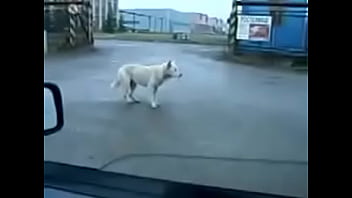 ðºñƒð´ñ€ñð²ñ‹ðµ ñ‚ð°ð½ñ†ñ‹