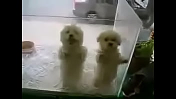 ðºñƒð´ñ€ñð²ñ‹ðµ ñ‚ð°ð½ñ†ñ‹