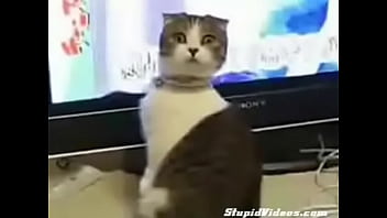 Dramatic cat plus orchestral score