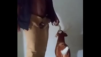 Similar colors to creamy peanut butter 2