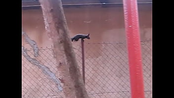 Naše veverka Naše veverka