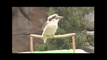 Passarinho passarinha