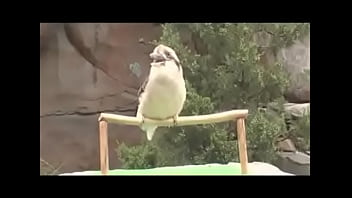 Passarinho passarinha