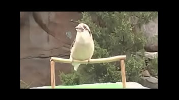 Passarinho passarinha