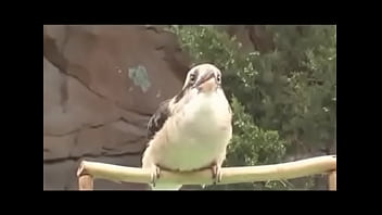 Passarinho passarinha