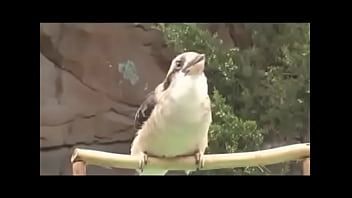 Passarinho passarinha