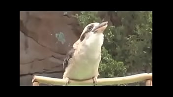 Passarinho passarinha