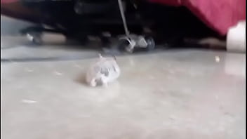 El hamster es de mi amiga en realidad