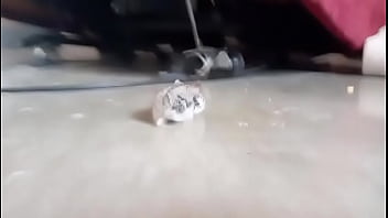 El hamster es de mi amiga en realidad