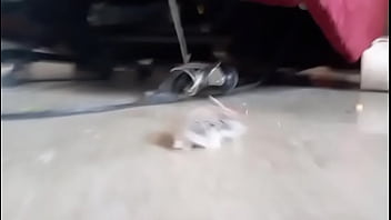 El hamster es de mi amiga en realidad