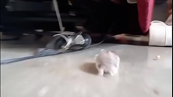 El hamster es de mi amiga en realidad