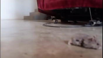 El hamster es de mi amiga en realidad