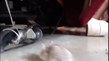 El hamster es de mi amiga en realidad