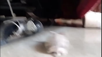 El hamster es de mi amiga en realidad