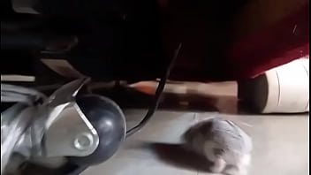 El hamster es de mi amiga en realidad