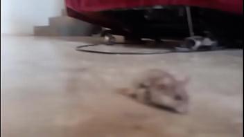El hamster es de mi amiga en realidad